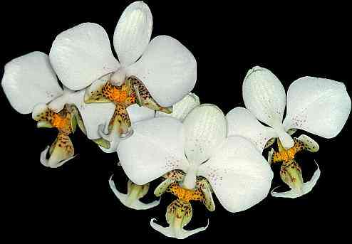 Phalaenopsis stuartiana